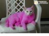 pink pussy.jpeg