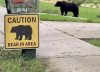 2420-caution-bear-area.png