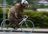 Grizzly-Bear-Riding-a-Bicycle--101327.jpg