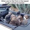 funny-dog-meme-of-when-you-are-the-first-to-get-your-license-among-your-friends.jpg