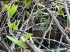 IMG_8052.jpeg