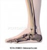 human-foot_~1574R-018853.jpg